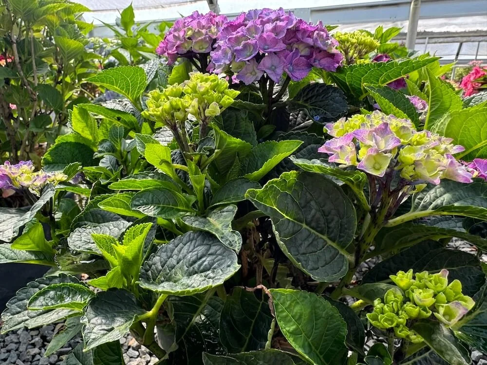 Hydrangea macrophylla 'HORTMANI' (Seaside Serenade Newport
